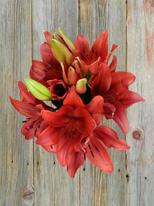 DYNAMIX RED LA HYBRID LILIES